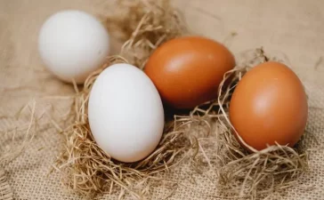 Telur ayam cokelat dan putih memiliki kandungan nutrisi yang hampir sama 3554710679
